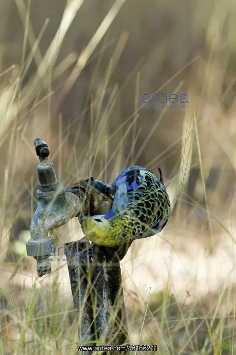 : Pale-headed Rosella : Pale-headed Rosella