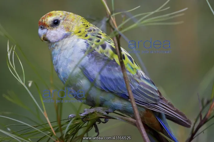 : Pale-headed Rosella : Pale-headed Rosella