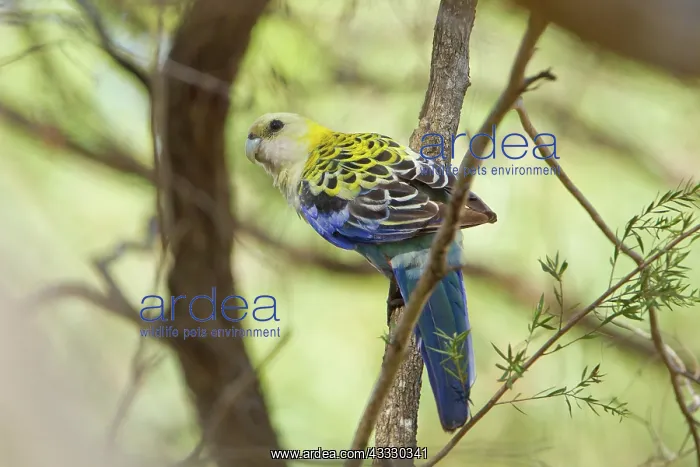 : Pale-headed Rosella : Pale-headed Rosella