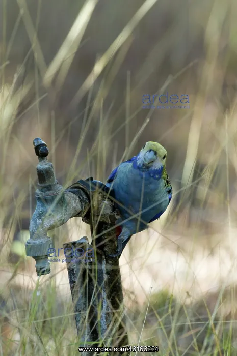 : Pale-headed Rosella (Australia) : Pale-headed Rosella (Australia)