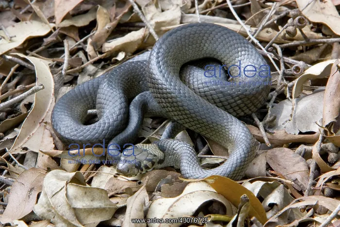 : Pale-headed snake : Pale-headed snake