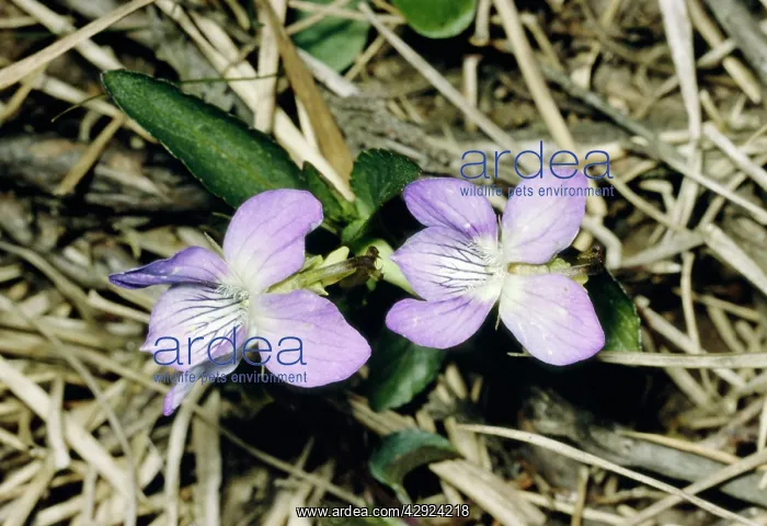  : Pale Heath Violet