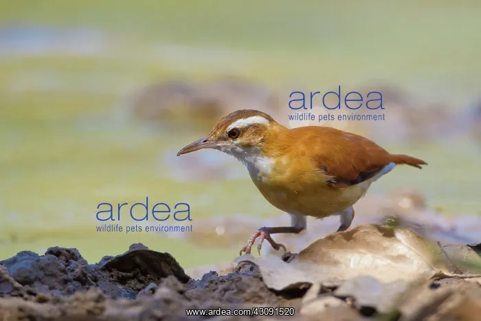 : Pale-legged Hornero : Pale-legged Hornero