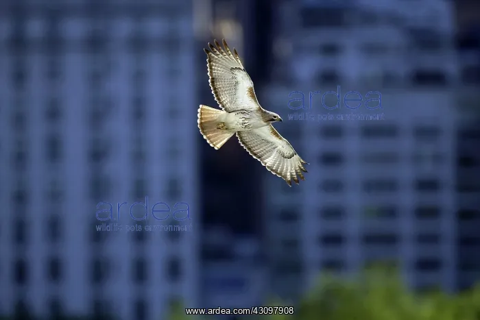 : Pale Male, New York City's most famous Red-Tailed Hawk, soaring above Central Park : Pale Male, New York City's most famous Red-Tailed Hawk, soaring above Central Park