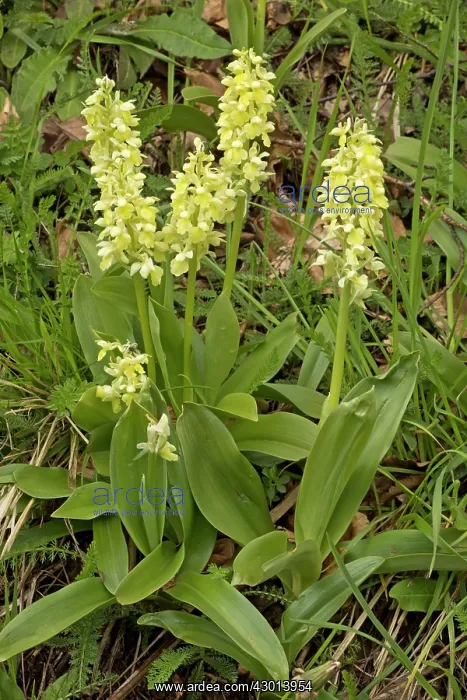 : Pale Orchid in flower in early spring Pyrenees, France : Pale Orchid in flower in early spring Pyrenees, France