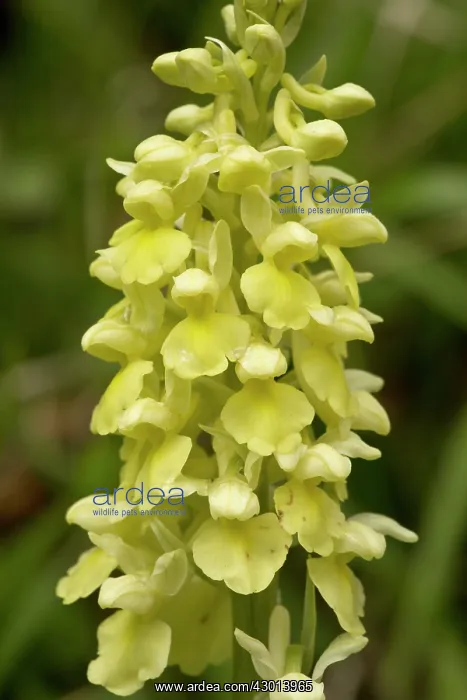 : Pale Orchid in flower in early spring Pyrenees, France : Pale Orchid in flower in early spring Pyrenees, France