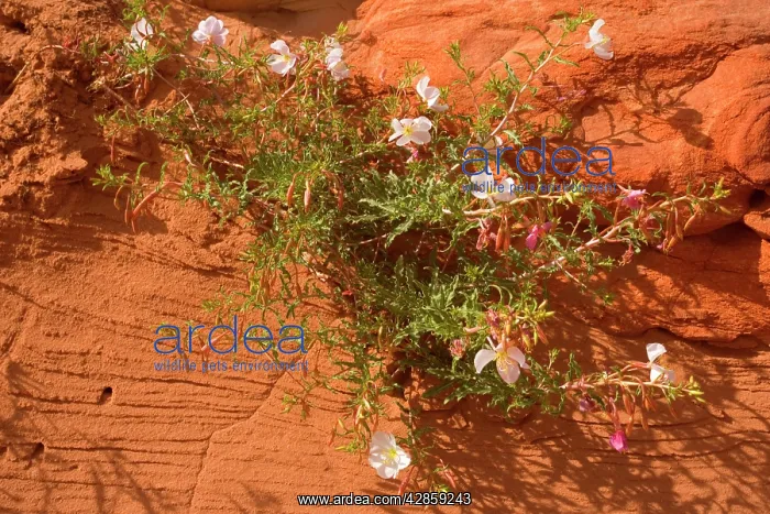 : Pale / Pale-stemmed / White-stemmed Evening Primrose : Pale / Pale-stemmed / White-stemmed Evening Primrose