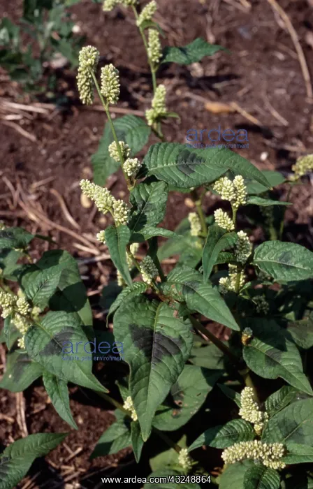  : Pale Persicaria