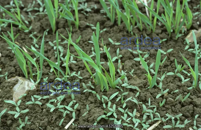 : Pale Persicaria seedlings in barley crop : Pale Persicaria seedlings in barley crop