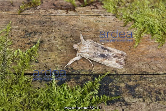 : Pale Pinion Moth - UK : Pale Pinion Moth - UK