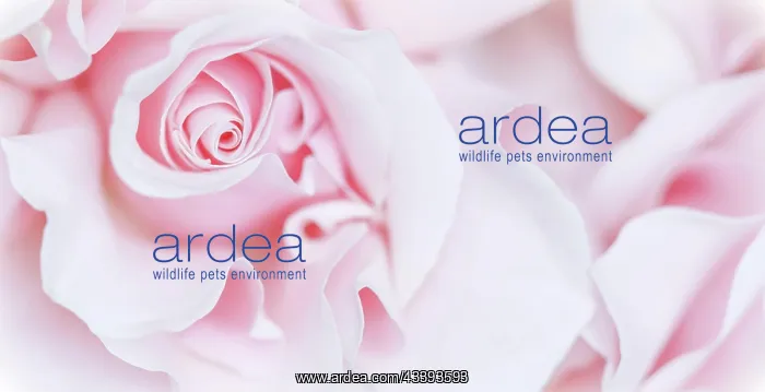 : Pale pink white rose flower. Macro flowers backg : Pale pink white rose flower. Macro flowers backg