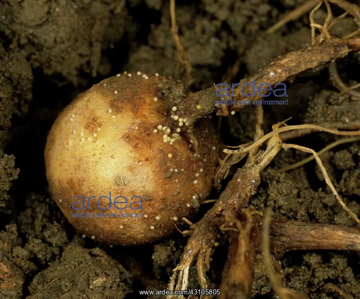 : Pale potato cyst nematode cysts : Pale potato cyst nematode cysts