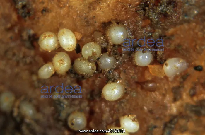 : Pale potato cyst nematode cysts : Pale potato cyst nematode cysts