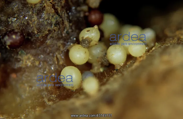 : Pale potatocyst nematode cysts : Pale potatocyst nematode cysts