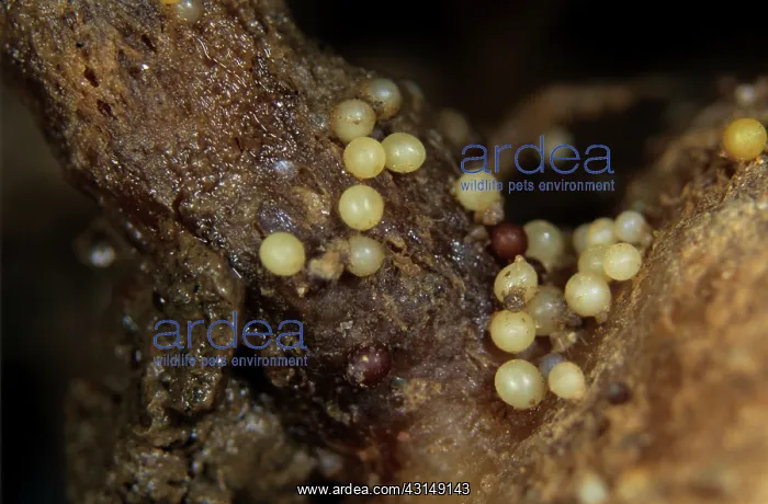 : Pale potatocyst nematode cysts : Pale potatocyst nematode cysts