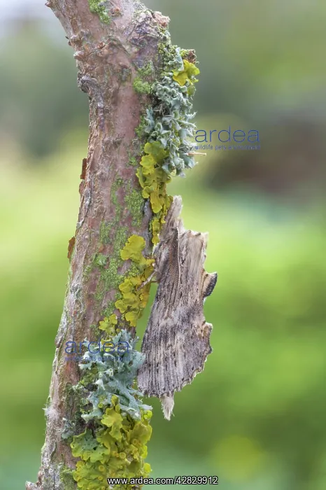 : Pale Prominent Moth : Pale Prominent Moth