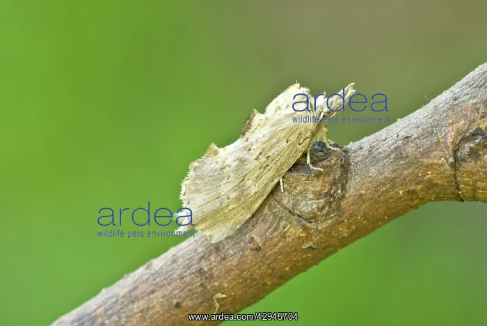 : Pale Prominent Moth : Pale Prominent Moth