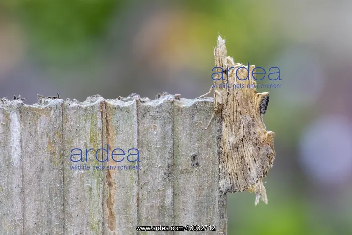  : Pale Prominent Moth - Cornwall - UK