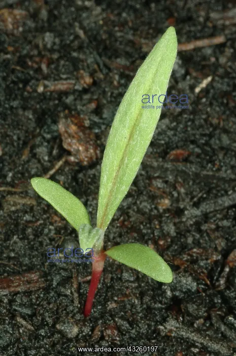: Pale smartweed : Pale smartweed