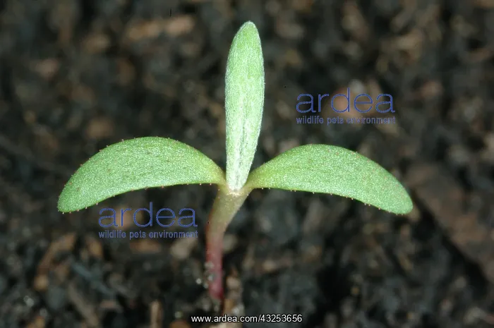 : Pale Smartweed Seedling : Pale Smartweed Seedling