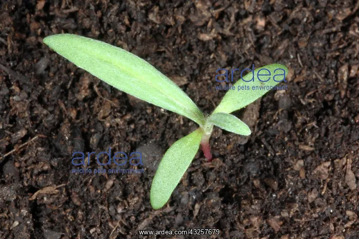 : Pale smartweed seedling : Pale smartweed seedling