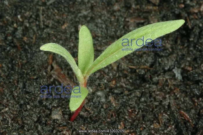 : Pale smartweed seedling : Pale smartweed seedling