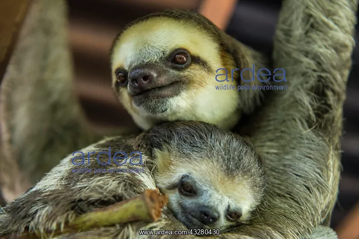 : Pale-throated slothes (Bradypus tridactylus), mother : Pale-throated slothes (Bradypus tridactylus), mother