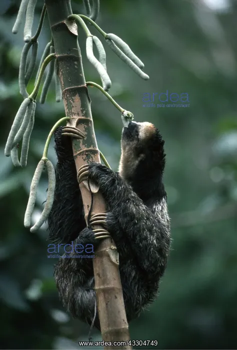 : Pale Throated Three-toed Sloth - eating Cecropia Tree fruit; : Pale Throated Three-toed Sloth - eating Cecropia Tree fruit;