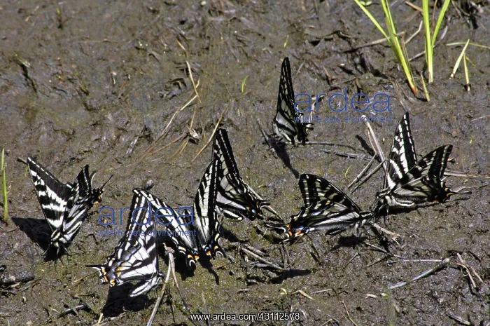 : Pale Tiger Swallowtails : Pale Tiger Swallowtails