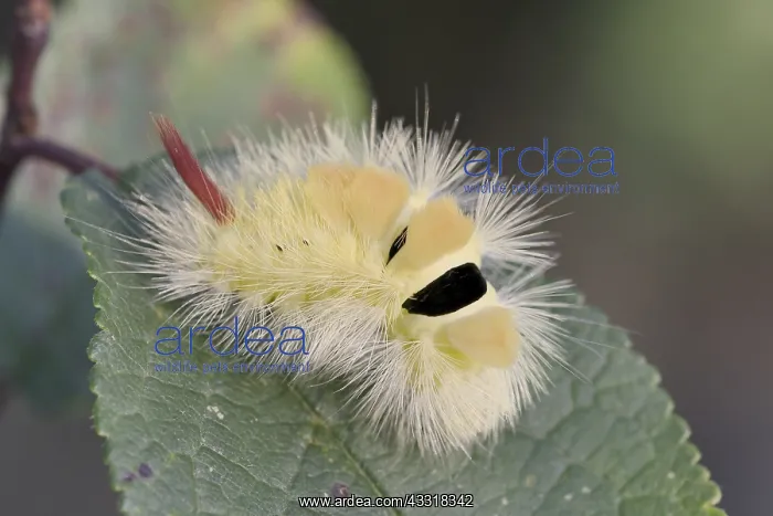 : Pale Tussock (Calliteara pudibunda) as caterpil : Pale Tussock (Calliteara pudibunda) as caterpil