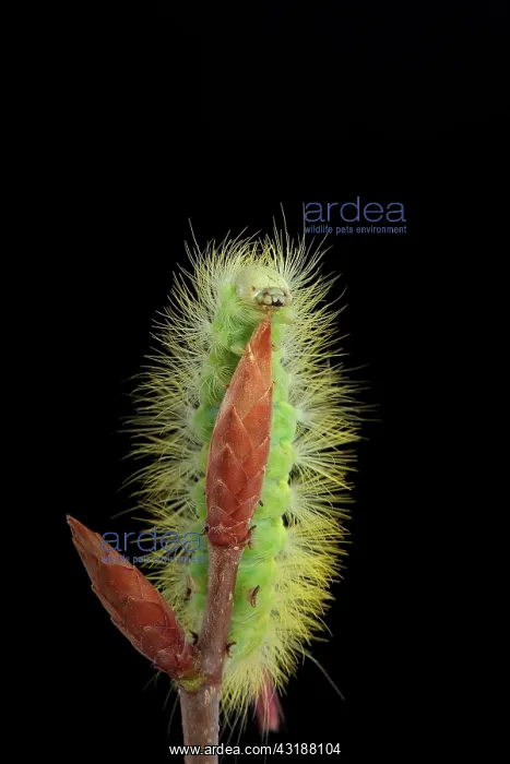 : Pale Tussock (Calliteara pudibunda) caterpillar : Pale Tussock (Calliteara pudibunda) caterpillar