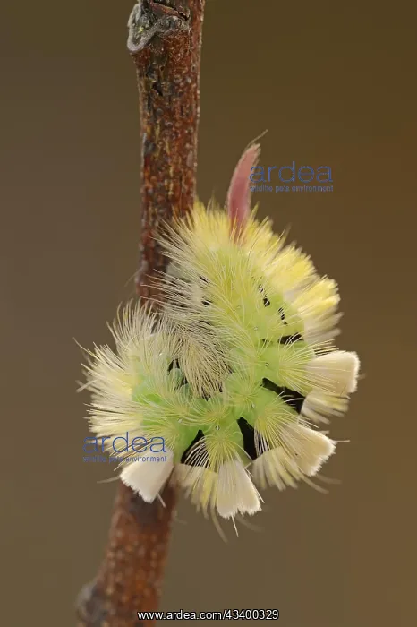 : Pale tussock (Calliteara pudibunda), caterpillar : Pale tussock (Calliteara pudibunda), caterpillar