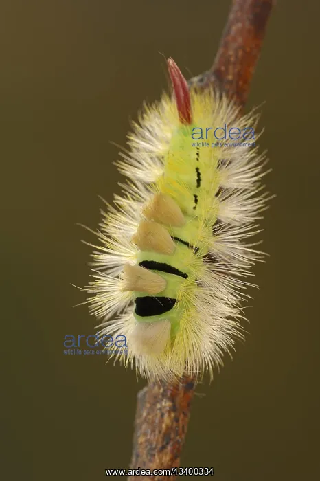  : Pale tussock (Calliteara pudibunda), caterpillar