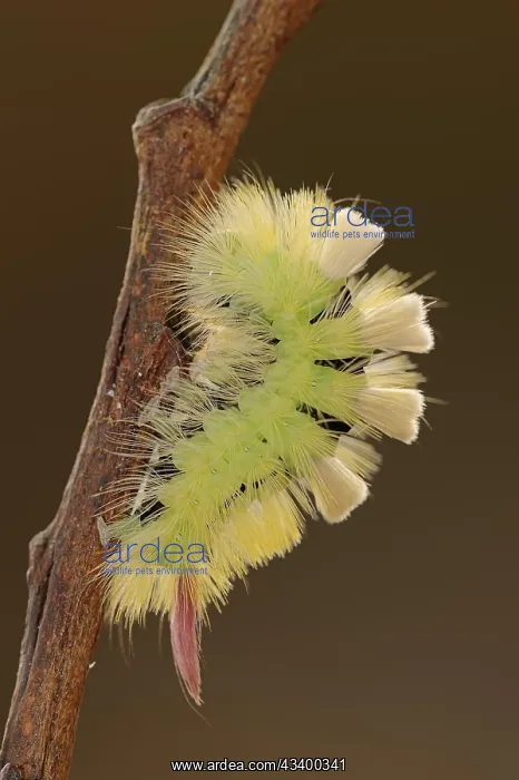 : Pale tussock (Calliteara pudibunda), caterpillar : Pale tussock (Calliteara pudibunda), caterpillar