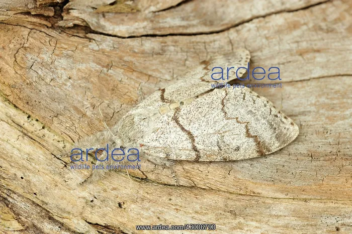 : Pale Tussock Moth : Pale Tussock Moth