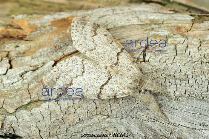 : Pale Tussock Moth : Pale Tussock Moth