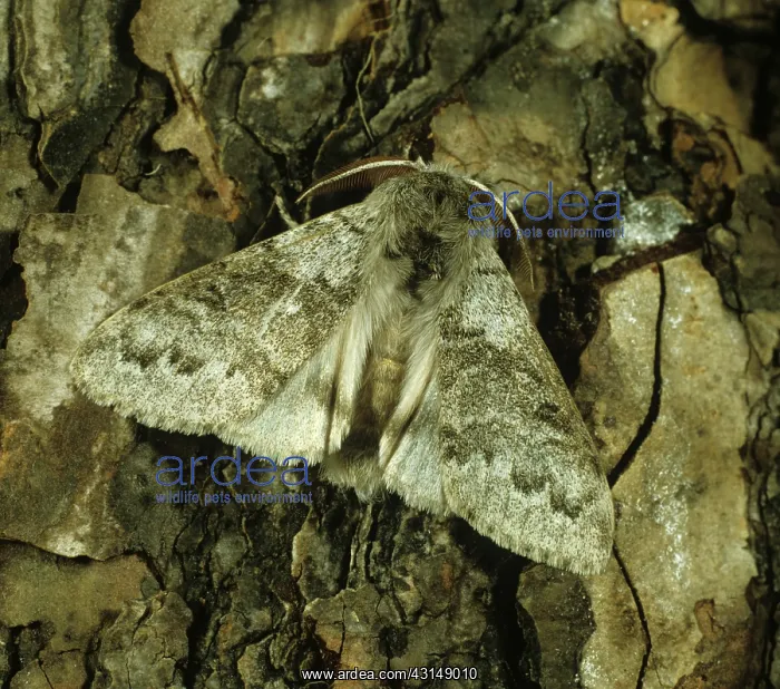 : Pale tussock moth : Pale tussock moth