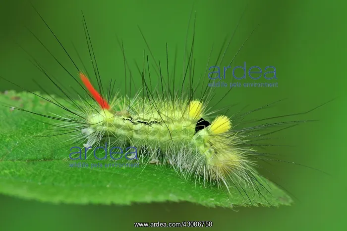 : Pale Tussock Moth caterpillar : Pale Tussock Moth caterpillar
