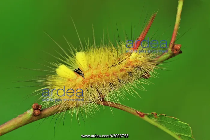 : Pale Tussock Moth caterpillar : Pale Tussock Moth caterpillar