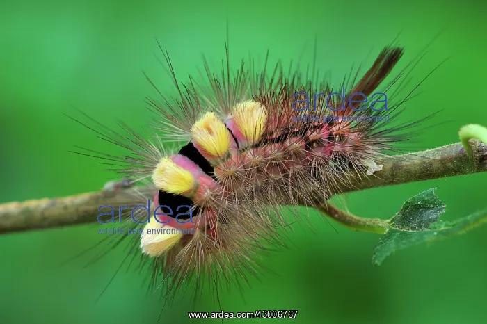 : Pale Tussock Moth caterpillar : Pale Tussock Moth caterpillar