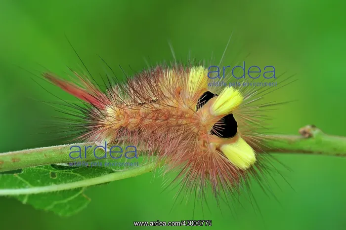 : Pale Tussock Moth caterpillar : Pale Tussock Moth caterpillar