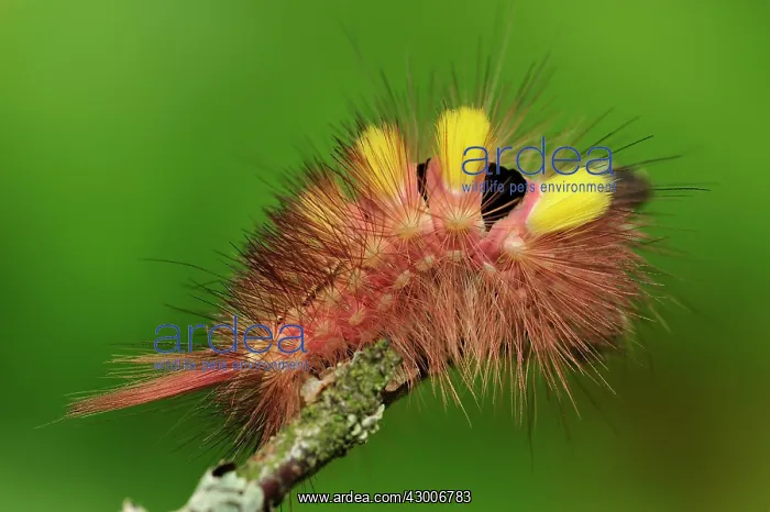: Pale Tussock Moth caterpillar : Pale Tussock Moth caterpillar