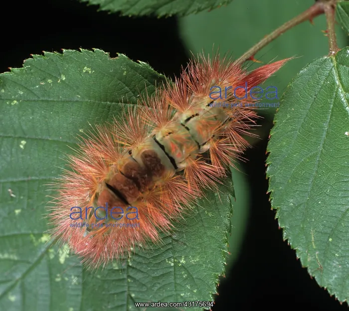 : Pale tussock moth caterpillar : Pale tussock moth caterpillar