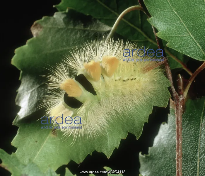 : Pale tussock moth caterpillar : Pale tussock moth caterpillar