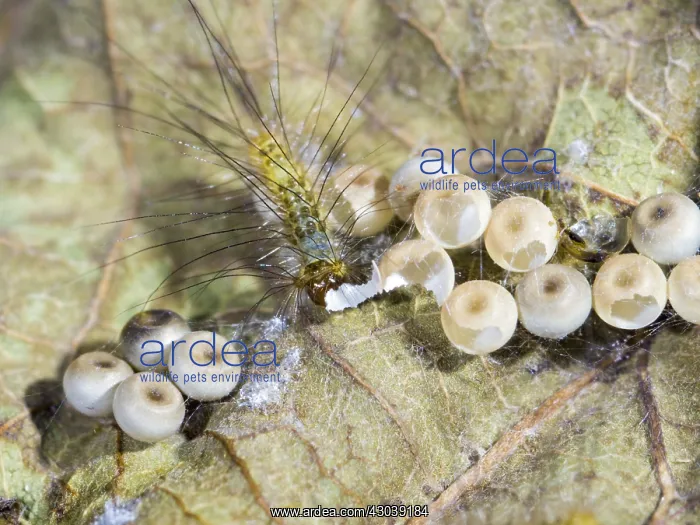 : Pale tussock moth larva - with hatched & : Pale tussock moth larva - with hatched &
