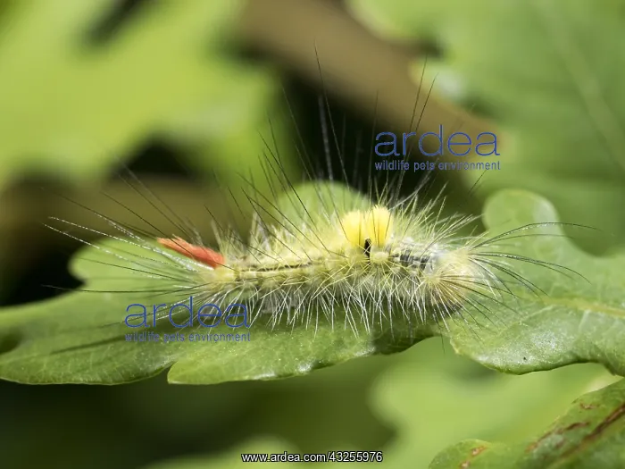 : Pale tussock moth larva - on oak leaf - UK : Pale tussock moth larva - on oak leaf - UK