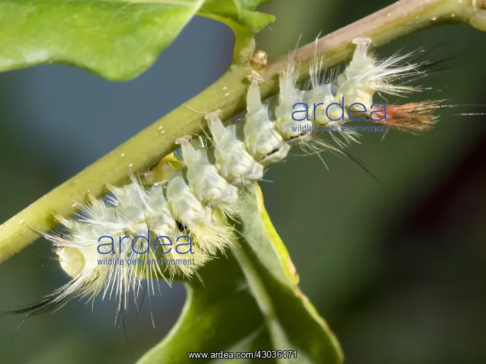 : Pale tussock moth larva - on oak leaves - UK : Pale tussock moth larva - on oak leaves - UK
