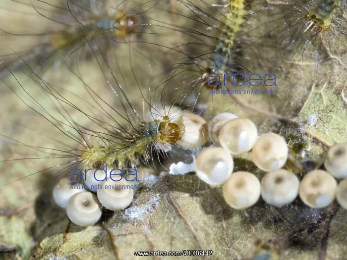 : Pale Tussock moth - newly hatched larvae with eggs - UK : Pale Tussock moth - newly hatched larvae with eggs - UK