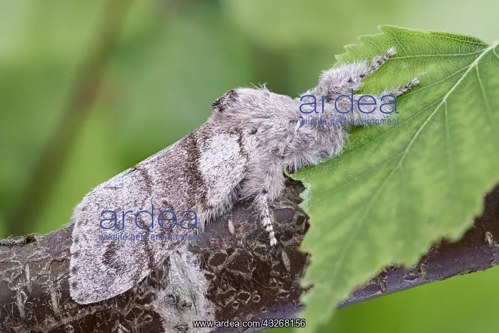 : Pale Tussock Moth - Norfolk UK : Pale Tussock Moth - Norfolk UK
