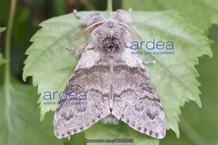 : Pale Tussock Moth - Norfolk UK : Pale Tussock Moth - Norfolk UK